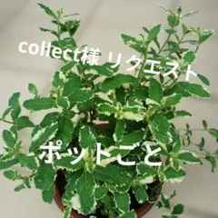 collect様 リクエスト 2点 まとめ商品