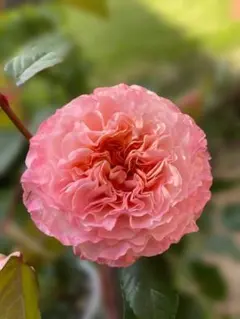 カント様 リクエスト 2点 まとめ商品