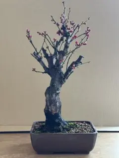 人気の希少品種！緋梅盆栽 極上品① 樹齢(挿木)25年位 根張り培養状態