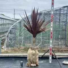 送料込み ココスヤシ シルバーリーフ 形状良 庭木 シンボルツリー
