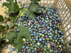 2025年最新】山ぶどう 苗の人気アイテム - メルカリ