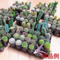 【専用出品】サボテン　ミニサボテン　抜き苗　おまかせ　100個　2セット サボテン ミニサボテン 抜き苗 100個 おまかせ 多肉植物 多肉