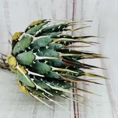 アガベ エボリスピナ 現地球 陽炎 鉢ごと発送 - メルカリ