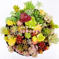 メルカリ便発送　多肉植物　セダム　カット苗のサムネイル