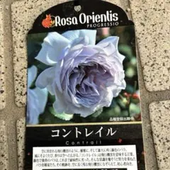 2026年最新】ロサオリエンティス バラ苗の人気アイテム - メルカリ