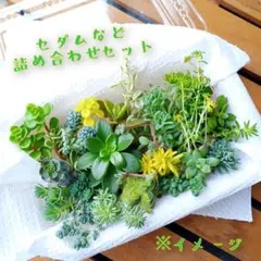 送料無料】訳あり2パックミニセットB 多肉植物 カット苗 セダム