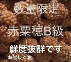 2025年最新】赤粟穂の人気アイテム - メルカリ