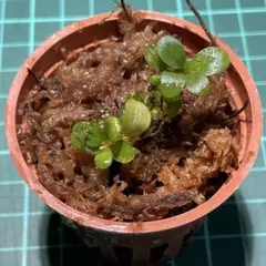 【正規タグ付き】Bucephalandra sp.“彩雲” 2025年最新】bucephalandra 彩雲の人気アイテム - メルカリ