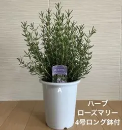 ☘️フレンチラベンダー☘️ザ・プリンセス＆クリスタルフィン