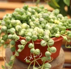 鈴木小夜子様 リクエスト 2点 まとめ商品