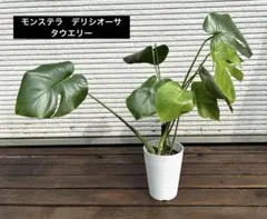 モンステラ　デリシオーサ　タウエリー① 約55㎝　5号　メルカリ便※鉢ごと発送‼️のサムネイル