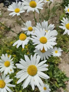 フランス菊種
