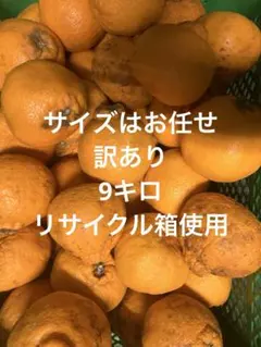 鹿児島県産不知火のサムネイル