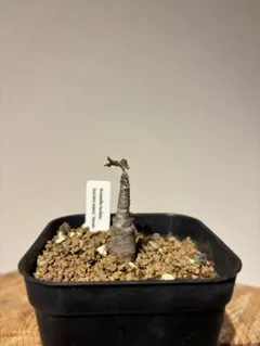 Boswellia bullata ボスウェリア　ブラータ ソコトラ島絶滅危惧種 Boswellia bullata ボスウェリア ブラータ ソコトラ島絶滅危惧種