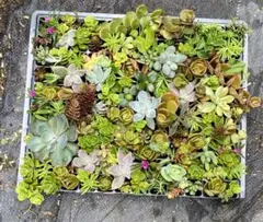 多肉植物 寄せ植え エケベリア セダム 苗セット抜き苗のサムネイル