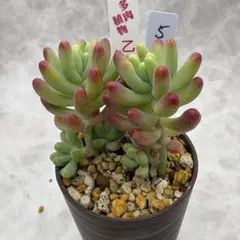 お茶 (* ᴗ͈ˬᴗ͈)”様 リクエスト 2点 まとめ商品