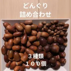 木の実　詰め合わせ　100個　3種　マテバシイ　くぬぎ　スダジイ　どんぐり