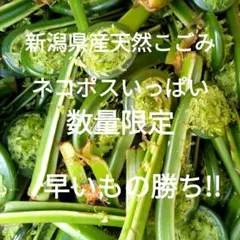 肉厚で柔らかい部分のみを厳選 天然こごみ お徳用 山菜 500g 新潟県産
