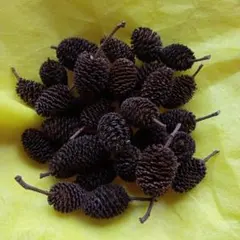 ヤシャブシの実　35個 水洗浄済み