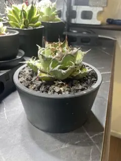 2026年最新】チタノタ シーザーの人気アイテム - メルカリ