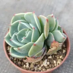 cocoon様 リクエスト 2点 まとめ商品