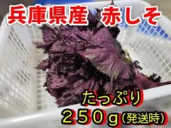 兵庫県産 赤紫蘇／赤しそ 約250g 栽培期間中農薬不使用のサムネイル