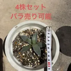 デュエルマスターズ 地封龍 ギャイア 虹 1枚 緑単キャベッジ等 - メルカリ