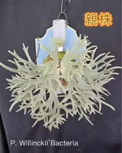 2025年最新】willinckii bacteriaの人気アイテム - メルカリ