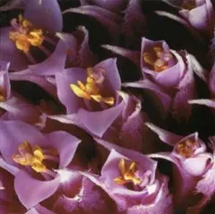 Integ2000 / Fear Tomorrow nyhc metalcore