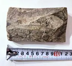 2026年最新】魚化石の人気アイテム - メルカリ