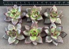 クゥとチャチャ様 リクエスト 3点 まとめ商品