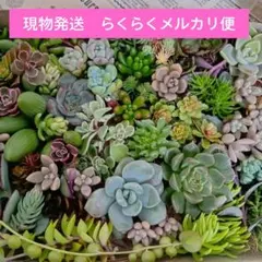 2026年最新】セダム 雫玉の人気アイテム - メルカリ