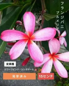 2026年最新】プルメリア 種の人気アイテム - メルカリ