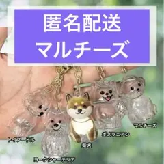 말티즈 이누케다마 강아지 깃털 볼 홀더, 필링 용기, 강아지 털 키체인