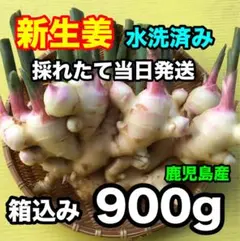 9月新生姜 水洗い済み 採りたて発送 箱込み900g 鹿児島産 コンパクト