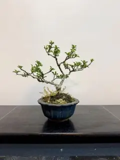 ①*:ஐかわいらしいお椀型の花‼︎福を招く長寿の花*:ஐ福寿草・苗【白