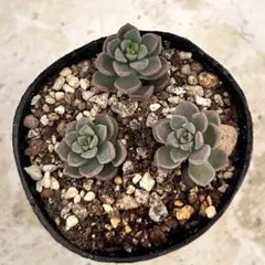 値下げ！！古都の葉小桃いろは 札つき！！ m30123738560_1.jpg?1760653506