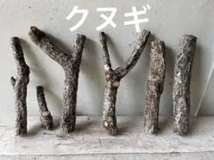 2026年最新】昆虫用止まり木・インセクトシェルターの人気アイテム
