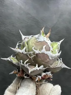 2026年最新】アガベ シーザー 大株の人気アイテム - メルカリ