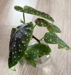 Michael様 リクエスト 2点 まとめ商品