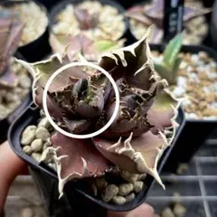 2025年最新】アガベ レッドキャットウィーズルの人気アイテム - メルカリ