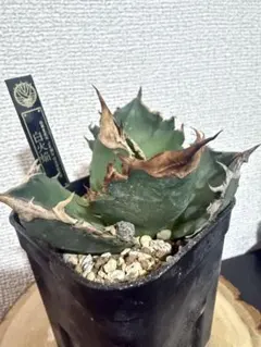 アガベ　悪魔くん　発根済み　鉢ごと発送 アガベ 悪魔くん 発根済み 鉢ごと発送の通販はau PAY マーケット