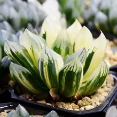 多肉植物 ハオルチア 台湾李氏 実生 - メルカリ