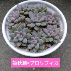 のんのん様 リクエスト 3点 まとめ商品