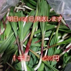 北海道道東産天然行者ニンニク 2キロ - メルカリ