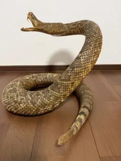 特大 ラトルスネーク ガラガラヘビ 標本 剥製のサムネイル