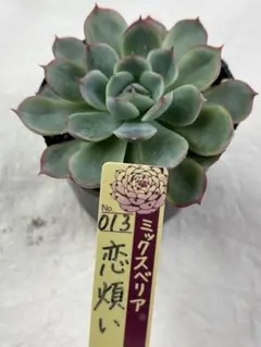 cochan様 リクエスト 2点 まとめ商品