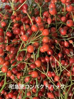 2025年最新】棘なしノイバラの人気アイテム - メルカリ