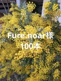 2/27迄必着　Fure.noar様専用　ミモザ　フレッシュ　100本