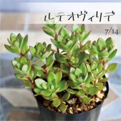 多肉植物【ルテオヴィリデ】セダム ポットごと or 抜き苗 6㎝ポットのサムネイル